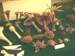 Mushroom display by Vicente Floderer