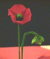 Poppy created and folded by Alfredo Guinta.